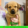 Rilee