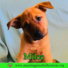 Milee