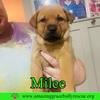 Milee