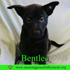 Bentlee