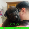 Bentlee
