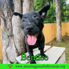 Bentlee