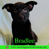 Bradlee