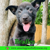Bradlee