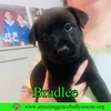 Bradlee