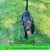 adoptable Dog in  named Bradlee