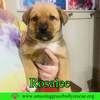 Rosalee