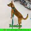 Rosalee - Photo 15