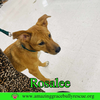 Rosalee - Photo 17