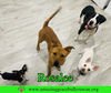 Rosalee - Photo 10