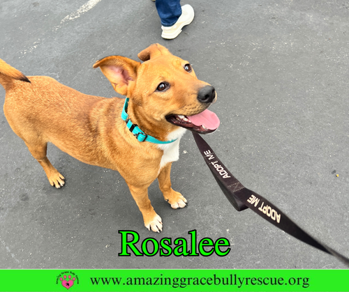 ROSALEE - Chow Chow available for adoption