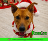 Rosalee - Photo 3
