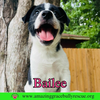 Bailee