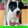 Bailee