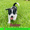 Bailee