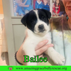 Bailee