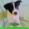 Bailee