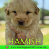 Hamish