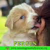 Fergus