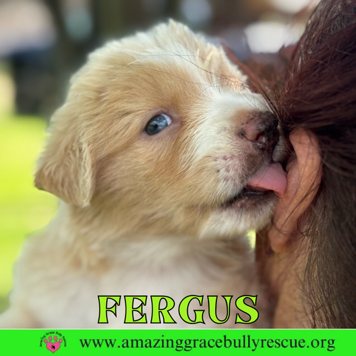 Fergus