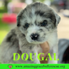 Dougal (Bottle Baby)