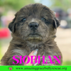 Siobhan