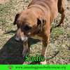 Sadie