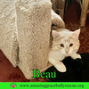 Beau