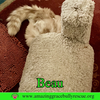 Beau