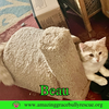 Beau
