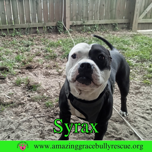 Syrax