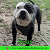 Syrax