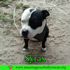 Syrax