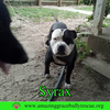 Syrax