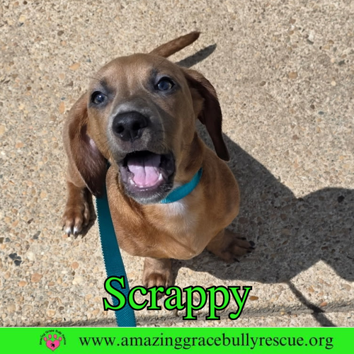 Scrappy