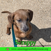 Scrappy