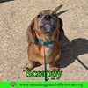 Scrappy