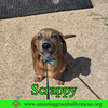 Scrappy