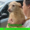 Bantam