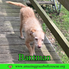 Bantam