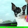 Brony