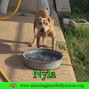 Nyla