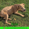 Nyla