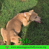 Nyla