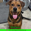 Snickers