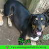 Skye - Photo 6