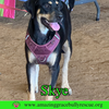 Skye - Photo 2