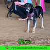 Skye - Photo 4