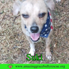 Suki