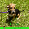 Chico